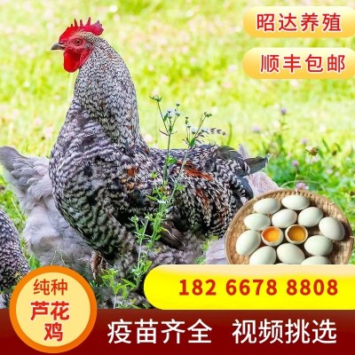纯种芦花鸡活体一斤青年鸡脱温鸡苗汶上芦花鸡成年鸡半大鸡散养图2