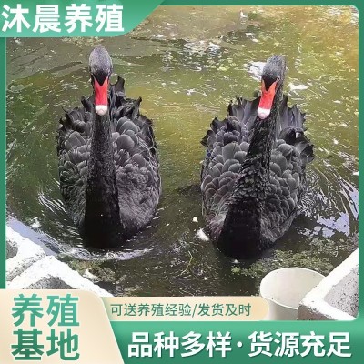 纯种芦花鸡活体一斤青年鸡脱温鸡苗汶上芦花鸡成年鸡半大鸡散养图4