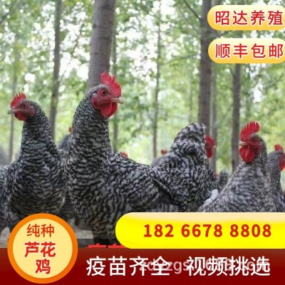 汶上芦花鸡苗脱温半斤鸡苗绿壳蛋纯种芦花鸡养殖基地成年母鸡图3