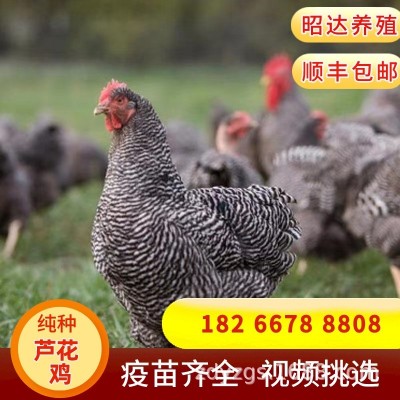 汶上芦花鸡苗脱温半斤鸡苗绿壳蛋纯种芦花鸡养殖基地成年母鸡图2