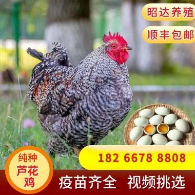 汶上芦花鸡苗脱温半斤鸡苗绿壳蛋纯种芦花鸡养殖基地成年母鸡图4