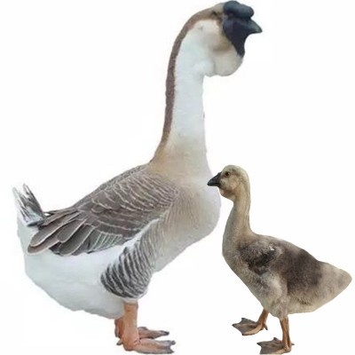 正宗汕头一斤狮头鹅活苗半大脱温多品种小鹅苗活体鹅苗纯种图3