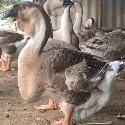 正宗汕头一斤狮头鹅活苗半大脱温多品种小鹅苗活体鹅苗纯种图5