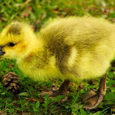 正宗汕头一斤狮头鹅活苗半大脱温多品种小鹅苗活体鹅苗纯种图4