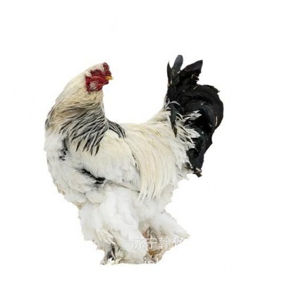 婆罗门鸡活苗小鸡幼仔大型巨型婆罗门鸡纯种种鸡鸡苗梵天鸡观赏鸡图3