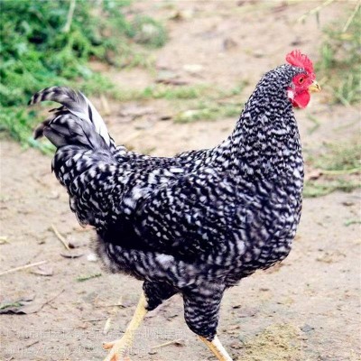 半斤芦花鸡活鸡苗纯种芦花鸡苗活体脱温苗土鸡小鸡幼苗成品母鸡图5