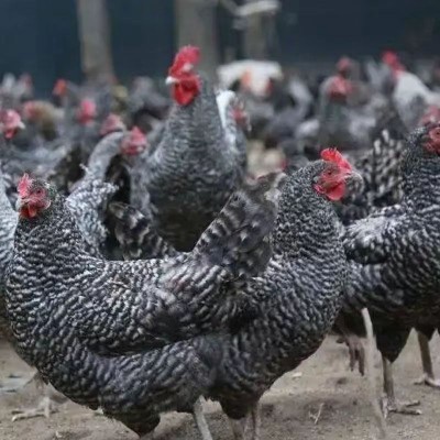 半斤芦花鸡活鸡苗纯种芦花鸡苗活体脱温苗土鸡小鸡幼苗成品母鸡图3