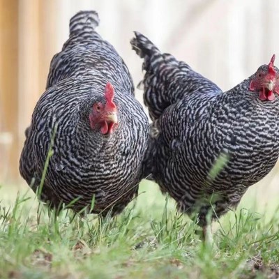 半斤芦花鸡活鸡苗纯种芦花鸡苗活体脱温苗土鸡小鸡幼苗成品母鸡图2