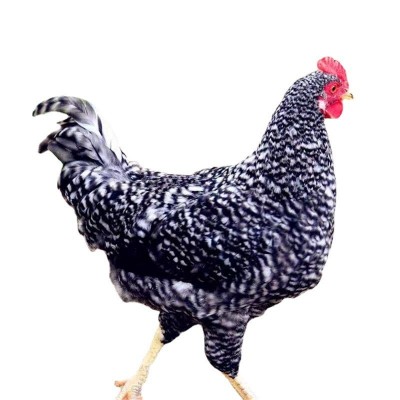 半斤芦花鸡活鸡苗纯种芦花鸡苗活体脱温苗土鸡小鸡幼苗成品母鸡图4