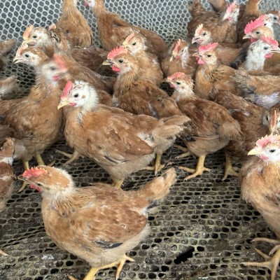 大种九斤红鸡苗半斤红玉鸡活苗巨型九斤黄鸡幼苗活体本地小鸡图4