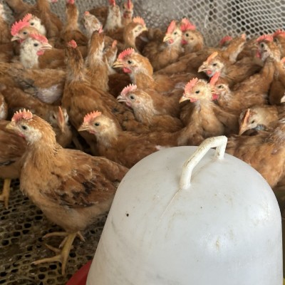 大种九斤红鸡苗半斤红玉鸡活苗巨型九斤黄鸡幼苗活体本地小鸡图3