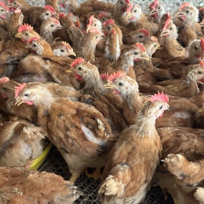 大种九斤红鸡苗半斤红玉鸡活苗巨型九斤黄鸡幼苗活体本地小鸡