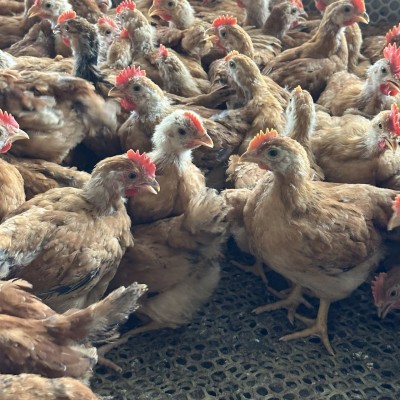 大种九斤红鸡苗半斤红玉鸡活苗巨型九斤黄鸡幼苗活体本地小鸡图5