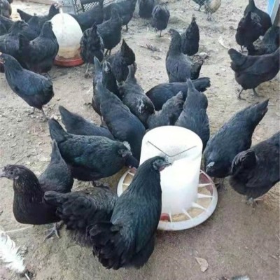 脱温散养五黑鸡苗 农家育种黑羽绿壳蛋鸡 抗病力强图3
