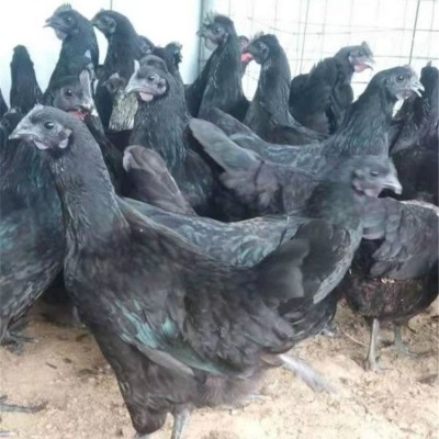 脱温散养五黑鸡苗 农家育种黑羽绿壳蛋鸡 抗病力强图4