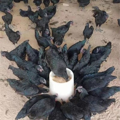 脱温散养五黑鸡苗 农家育种黑羽绿壳蛋鸡 抗病力强图5