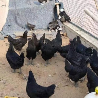 脱温散养五黑鸡苗 农家育种黑羽绿壳蛋鸡 抗病力强图2
