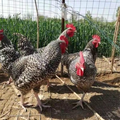 农家散养成年芦花鸡 脱温商品鸡苗 饲养简单 品种丰富图5
