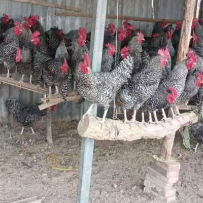 农家散养成年芦花鸡 脱温商品鸡苗 饲养简单 品种丰富图4