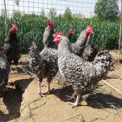农家散养成年芦花鸡 脱温商品鸡苗 饲养简单 品种丰富图2