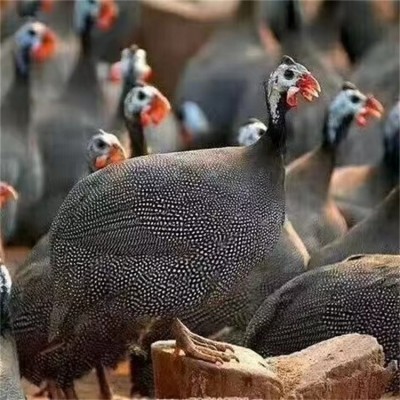 原生态养殖珍珠鸡 出壳脱温小鸡苗 觅食能力强图3