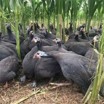 原生态养殖珍珠鸡 出壳脱温小鸡苗 觅食能力强图4