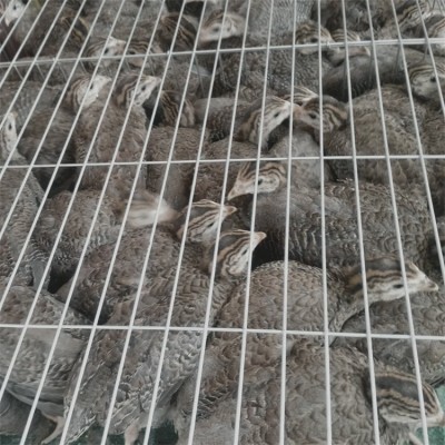 原生态养殖珍珠鸡 出壳脱温小鸡苗 觅食能力强图5