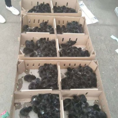 农家养殖绿壳蛋鸡苗 杂交育雏五黑鸡 适应能力强图3