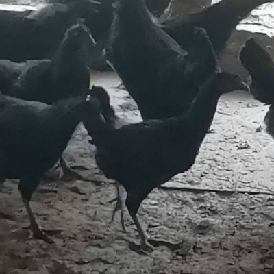 农家养殖绿壳蛋鸡苗 杂交育雏五黑鸡 适应能力强图4