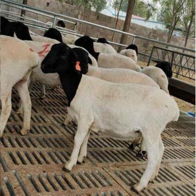 通源牧业稳定供应改良黑头杜泊羊 体型匀称 生长速度快 欢迎采购图5
