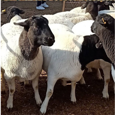 通源牧业稳定供应改良黑头杜泊羊 体型匀称 生长速度快 欢迎采购图4