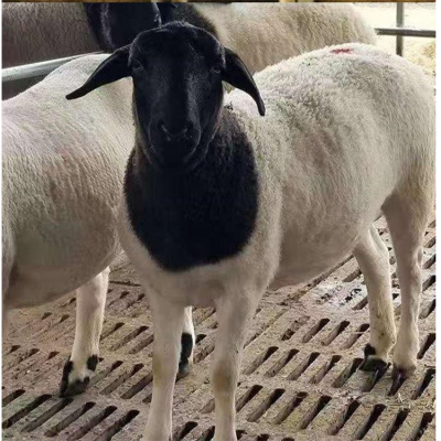 通源牧业稳定供应改良黑头杜泊羊 体型匀称 生长速度快 欢迎采购图2