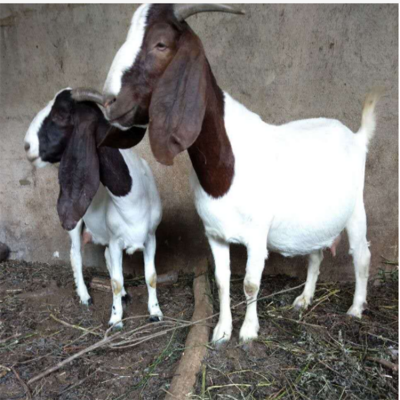 散养波尔山羊成年母羊 屠宰率高产肉多 适应性强好成活 产地直供图4