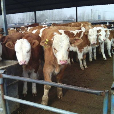 西门塔尔牛出售 好品质肉牛 专业养殖肉牛图4