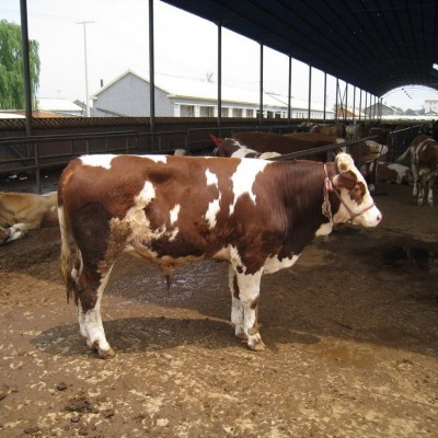 西门塔尔牛出售 好品质肉牛 专业养殖肉牛图3