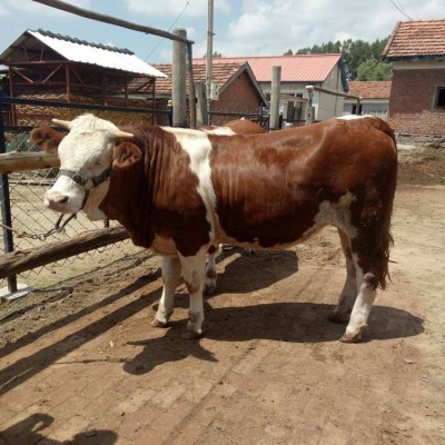 西门塔尔牛出售 好品质肉牛 专业养殖肉牛图5