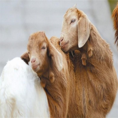 四川大耳羊批发 母羊 公羊 小羊羊羔 养殖基地供应图3