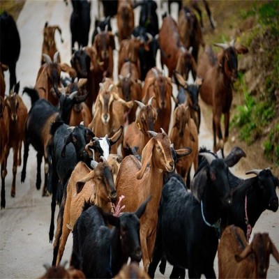 四川大耳羊批发 母羊 公羊 小羊羊羔 养殖基地供应图5