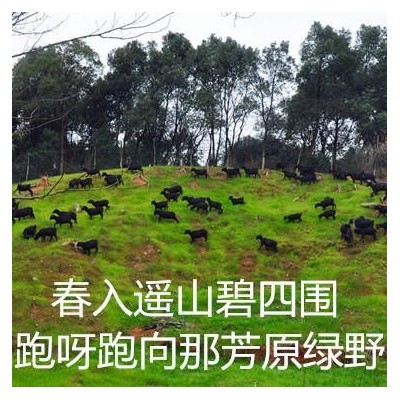 养200只黑山羊需要种几亩牧草