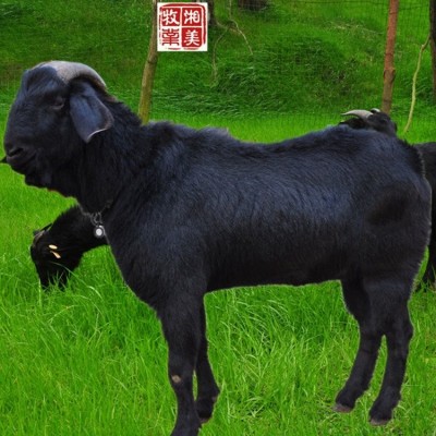 养200只黑山羊需要种几亩牧草图3