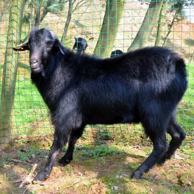 养200只黑山羊需要种几亩牧草图4