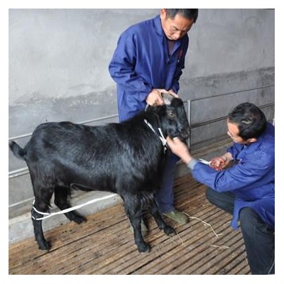 养200只黑山羊需要种几亩牧草图5