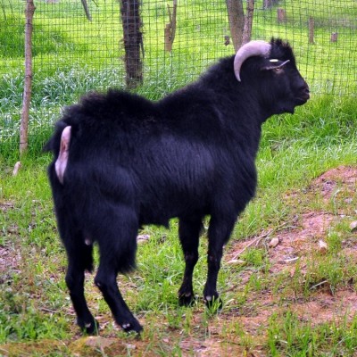 种草养羊，是未来黑山羊养殖业的发展方向图3