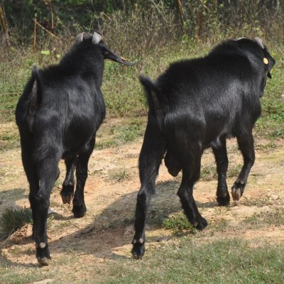 种草养羊，是未来黑山羊养殖业的发展方向图2