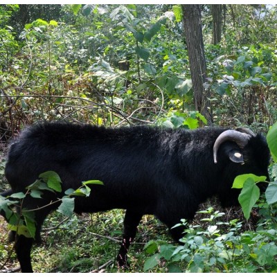 种草养羊，是未来黑山羊养殖业的发展方向图4