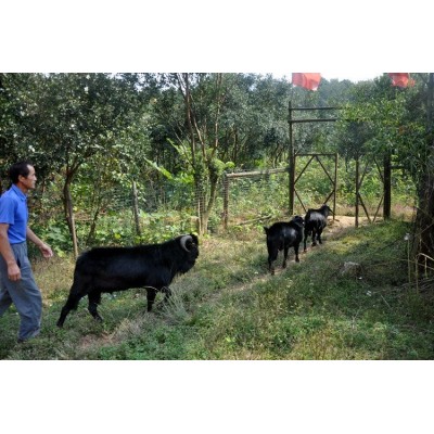 种草养羊，是未来黑山羊养殖业的发展方向图5