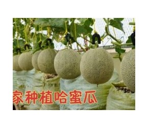 如何种植日本哈密瓜-- 从种子到收割91天-