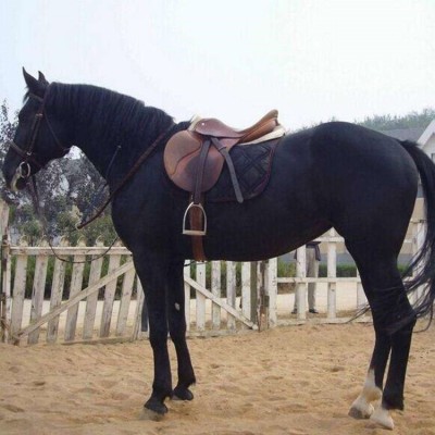 骑乘马景区观光拍照用 基地提供养殖技术 饲养简单图3