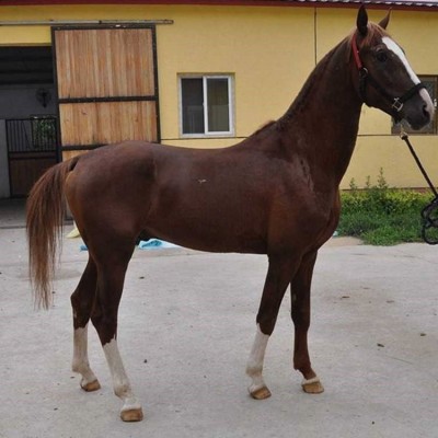 骑乘马景区观光拍照用 基地提供养殖技术 饲养简单图2