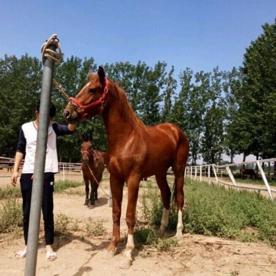 骑乘马景区观光拍照用 基地提供养殖技术 饲养简单图4